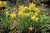Narcissus flowers, Fukushima, Japan