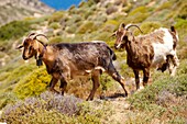 Goat herd on Ios, Cyclades Islands, Greece