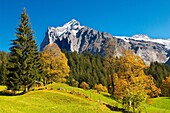 Alpine pastures in front of Wetterhorn- Swiss Alps, Grindelwald, Switzerland