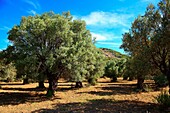 Olive trees, Naxos, Cyclades Islands, Greece.