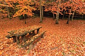 Fallen leaves cover wooden bench in autumn, Ucieda, Cantabria, Spain