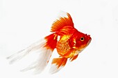 Ryukin Goldfish, carassius auratus, Adult Against White Background