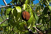 Tree with Fruit Called Water Cocoa, Orinoco Delta in Venezuela