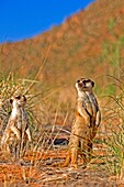 MEERKAT suricata suricatta, ADULTS LOOKING AROUND, STANDING ON HIND LEGS, NAMIBIA