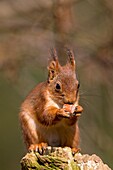 RED SQUIRREL sciurus vulgaris, ADULT EATING HAZELNUT, NORMANDY IN FRANCE