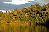 Tropical Forest and Madre de Dios River, Manu National Park in Peru
