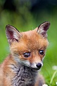 Red Fox, vulpes vulpes, Portrait of Cub, Normandy