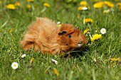 Guinea Pig, cavia porcellus, Adult standing on Grass with Dandelion Flowers