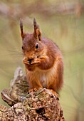 Red Squirrel, sciurus vulgaris, Adult eating Hazelnut, Normandy