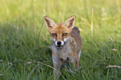 Red Fox, vulpes vulpes, Adult standing on Grass, Normandy.