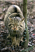 European Wildcat, felis silvestris.