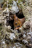 Red Squirrel, sciurus vulgaris, Eating Hazelnut at Nest Entrance, Normandy.