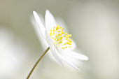 Wood Anemone (Anemone nemorosa) flower in close up.
