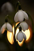 Common snowdrop (Glalnthus nivalis) close-up back lit.
