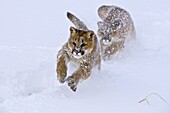 Mountain Lions in the mountains of Montana, United States.