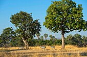 Crawshay's zebras (Equus quagga crawshayi) under a sausage tree in South Luangwa National Park in eastern Zambia.