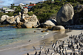 African Penguin (Jackass Penguin) colony, Boulders Beach National Park, Simonstown, South Africa.
