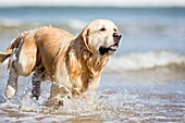 Dogs playing on the beach.