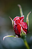 Rosa, miniture Rose variety Raspberry Ripple.