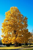 Gingko Biloba tree with autumn foliage, Strasbourg, Alsace, France