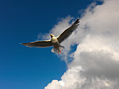 Möwe im Flug, Binz, Rügen, Mecklenburg-Vorpommern, Deutschland