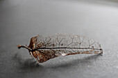 Dried up leaf