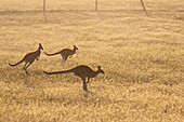 Jumping kangaroos, Torquay, Victoria, Australia