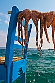 Drying octopuses, Adamas village, Milos, Cyclades Islands  Greece