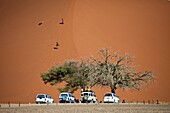 junge Männer rutschen mit Brettern von einer Düne (Düne 7) Sossusvlei, Namibia