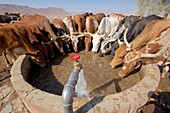 Rinder beim Trinken an einem Brunnen in Orupembe, Kaokoveld, Namibia