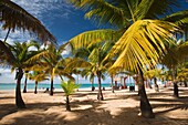 Puerto Rico, East Coast, Luquillo, Playa Luquillo Beach, palms.