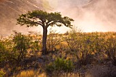 Naukluft Mountains. Namib Nauflut National Park. Namibia. Africa.