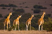 Reticulated Giraffe (Giraffa camelopardalis reticulata), Kenya