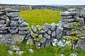 Inishmaan Island - Inis Oirr  Aran Islands, Galway County, West Ireland, Europe.