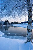 Lac de Joux, Switzerland, canton Vaud, Vaud, lake, lake shore, ice, morning light, snow, hoarfrost, cold, winter, tree, birch