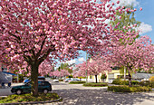 Cherry blossom, Japanese Cherry, Lat. Prunus serrulata, in Spring, Solln, Munich, Upper Bavaria, Bavaria, Germany, Europe