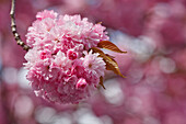 Cherry blossom, Japanese Cherry, Lat. Prunus serrulata, Spring, Munich, Upper Bavaria, Bavaria, Germany, Europe
