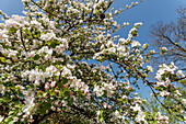 Apple blossom in Spring, south of Munich, Upper Bavaria, Bavaria, Germany, Europe