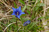 Enzian Flower, Lat. Gentiana acaulis, near Schloss Elmau near Klais, Wetterstein mountains in Spring, near Mittenwald, Werdenfelser Land, Bavarian Alps, Upper Bavaria, Bavaria, Germany, Europe