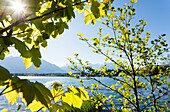 Barmsee, lake near Mittenwald in Spring, Werdenfelser Land, Wetterstein mountains, Bavarian Alps, Upper Bavaria, Bavaria, Germany, Europe