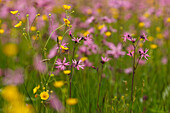 flowering meadow near Reutberg Abbey in Spring, near Sachsenkamm, Landkreis Bad Toelz- Wolfratshausen, Upper Bavaria, Bavaria, Germany, Europe