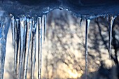 Icicles growing in front of a window