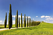 Path with row of cypress trees leading to farmhouses, Val d'Orcia, Orcia Valley, Fields and cypress trees, Tuscany Landscape, UNESCO world heritage site, Pienza, Siena Province, Tuscany, Italy.