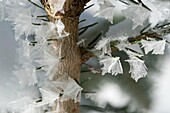 Ice crystals on spruce, hoar frost, Bayerischer Wald, Bavaria, Germany