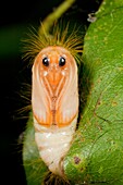 Caterpillar. Kampung Skudup, between Padawan & Tapah District, Sarawak, Malaysia