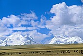Sheep herd, Lalung La pass region, Tibet