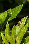 Asian Multicolored Lady Beetle Harmonia axyridis on Wax Myrtle Myrica cerifera Leaf.