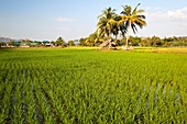 Rice Field in Malaysia