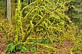 moss covered tree branches, Buntzen Lake Recreation Area, Anmore, British Columbia, Canada