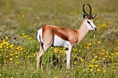 Springboks Antidorcas marsupialis - Male, in the bush, Etosha National Park, Namibia, Africa